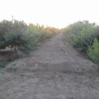 ۶۰۰۰متر باغ بادام مامایی