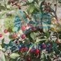 فروش باغ میوه چناران با تخفیف