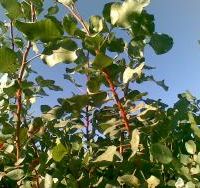 فروش نهال یکساله پسته