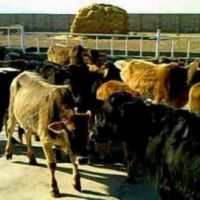 فروش پرواری گوساله پرواری100 راسی پرواری