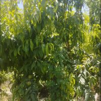 باغچه 260متری بهر خیابان مهربان باباسلمان شهریار