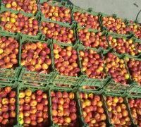 زمین کشاورزی به وسعت 30 هکتار