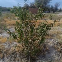 زمین باغ کشاورزی