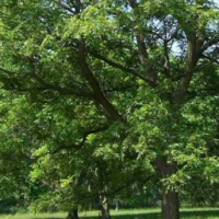 فروش باغ گردوی کهن در نهاوند