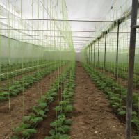 فروش گلخانه خیار درختی ورامین