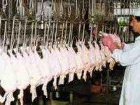 فروش و اجاره کشتارگاه طیور یا کشتار دربستی