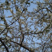 فروش باغ میوه واقع در کوهسار کرج
