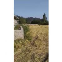 زمین عالی در گیلان -تالش(فروش یا معاوضه )414متر | گیلان، تالش