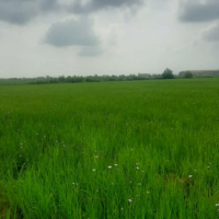 زمین زراعی آمل دسترسی آسان