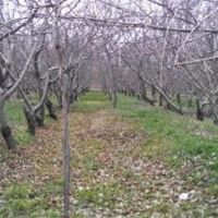 فروش باغ درشهریار شهرک وحیدیه متراژ 5000 متر