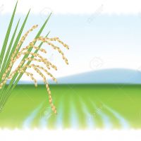 فروش زمین کشاورزی