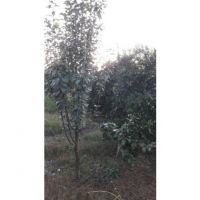 باغ پرتغال 6000 متری | جویبار، کوکنده