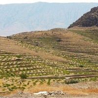 زمین کشاورزی دیم