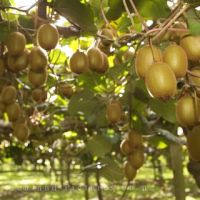 فروش باغ کیوی در گیلان اسالم