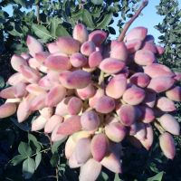 فروش باغ پسته نمونه کشور و انواع میوه جات و کارخانه خشکبار