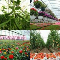 فروش گلخانه خیار و دامداری