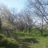 7 هکتار باغ گردو در تویسرکان همدان فروشی