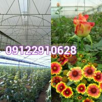 گلخانه فروشی فول امکانات ورامین