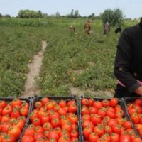زمین باغ کشاورزی سالن گاوداری جهت کشت وصنعت