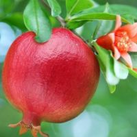 فروش باغ 1300متری با نیم ساعت آب شیرین