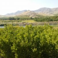 فروش یک و نیم هکتار باغ مثمر زردآلو در لرستان