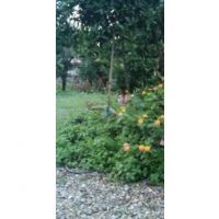 زمین مسکونی 388 متری  با سند شش دانگ در تنکابن | تنکابن، روستای برسبور