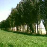 فروش2هکتار زمین کشاورزی