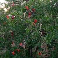 زمین کشاورزی _ باغ