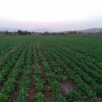 زمین کشاورزی ۵هکتار قَره‌چمن شیراز