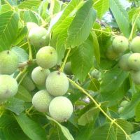 فروش باغ گردو-تهران-فیروزکوه -روستای زریندشت-باغ فروشی تهران