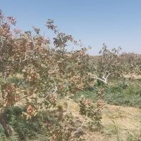 فروش باغ پسته ۵۰ هکتاری