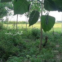 زمین باغچه