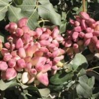 ۳۰هکتارملک کشاورزی و زراعی مناسب برای کاشت پسته