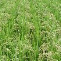 فروش 5هکتاری زمین کشاورزی قزوین