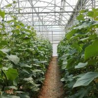 5000 متر گلخانه فعال فروشی واقع در شهرک صنعتی گلخانه ای آوه