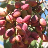 فروش زمین پسته در مهریز یزد